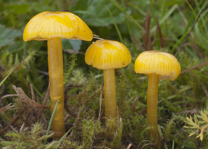 Hygrocybe glutinipes